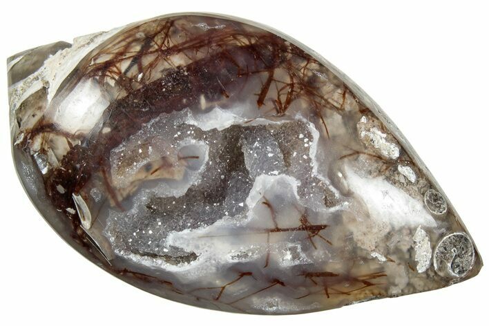 Chalcedony Replaced Gastropod With Sparkly Quartz - India #239300